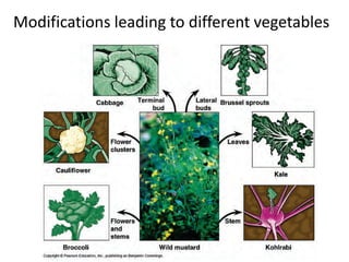 Modifications leading to different vegetables
 