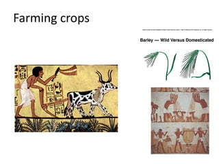 Farming crops
 