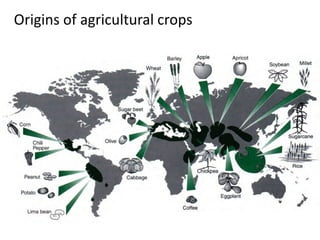 Origins of agricultural crops
 