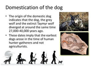 Domestication of the dog
• The origin of the domestic dog
indicates that the dog, the grey
wolf and the extinct Taymyr wolf
diverged at around the same time
27,000-40,000 years ago.
• These dates imply that the earliest
dogs arose in the time of human
hunter-gatherers and not
agriculturists.
 