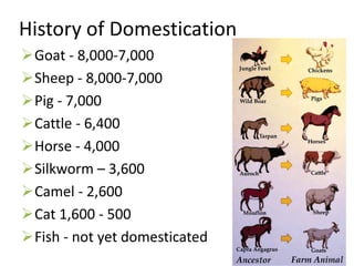 History of Domestication
Goat - 8,000-7,000
Sheep - 8,000-7,000
Pig - 7,000
Cattle - 6,400
Horse - 4,000
Silkworm – 3,600
Camel - 2,600
Cat 1,600 - 500
Fish - not yet domesticated
 