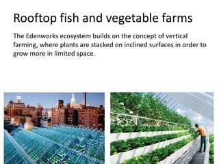 Rooftop fish and vegetable farms
The Edenworks ecosystem builds on the concept of vertical
farming, where plants are stacked on inclined surfaces in order to
grow more in limited space.
 