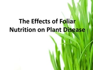 The Effects of Foliar
Nutrition on Plant Disease
 