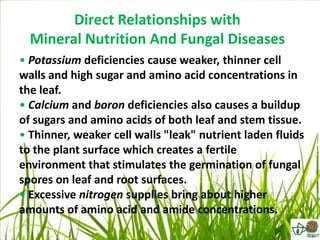 Direct Relationships with
  Mineral Nutrition And Fungal Diseases
• Potassium deficiencies cause weaker, thinner cell
walls and high sugar and amino acid concentrations in
the leaf.
• Calcium and boron deficiencies also causes a buildup
of sugars and amino acids of both leaf and stem tissue.
• Thinner, weaker cell walls "leak" nutrient laden fluids
to the plant surface which creates a fertile
environment that stimulates the germination of fungal
spores on leaf and root surfaces.
• Excessive nitrogen supplies bring about higher
amounts of amino acid and amide concentrations.
 