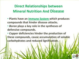 Direct Relationships between
    Mineral Nutrition And Disease
• Plants have an Immune System which produces
compounds that hinder disease attacks.
• Boron plays a key role in the syntheses of
defensive compounds.
• Copper deficiencies hinder the production of
these compounds, cause accumulation of soluble
carbohydrates and reduced lignification.
 