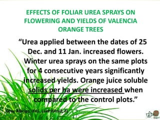 EFFECTS OF FOLIAR UREA SPRAYS ON
          FLOWERING AND YIELDS OF VALENCIA
                    ORANGE TREES
       “Urea applied between the dates of 25
          Dec. and 11 Jan. increased flowers.
        Winter urea sprays on the same plots
         for 4 consecutive years significantly
        increased yields. Orange juice soluble
          solids per ha were increased when
           compared to the control plots.”
Gene Albrigo, IFAS, Lake Alfred, FL
 