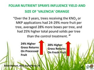 FOLIAR NUTRIENT SPRAYS INFLUENCE YIELD AND
                   SIZE OF 'VALENCIA' ORANGE
        “Over the 3 years, trees receiving the KNO3 or
          MKP applications had 24-29% more fruit per
         tree, averaged 28% more boxes per tree, and
          had 25% higher total pound solids per tree
                 than the control treatment. “

               24% Higher            28% Higher
               Gross Returns         Gross Returns
               On Processed          On Fresh Fruit
               Fruit


Brian Boman, IFAS, Fort Pierce, FL
 