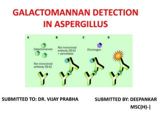 GALACTOMANNAN DETECTION
IN ASPERGILLUS
SUBMITTED BY: DEEPANKAR
MSC(H)-|
SUBMITTED TO: DR. VIJAY PRABHA
 
