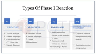 Drug metabolism phase 1 and phase 2 introduction with types | PPTX