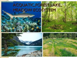 ACQUATIC,FOREST,LAKE.,ACQUATIC,FOREST,LAKE.,
MEADOW ECOSYSTEMMEADOW ECOSYSTEM
 