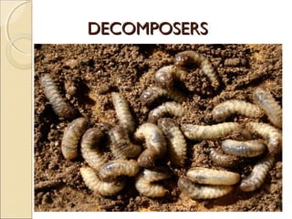 DECOMPOSERSDECOMPOSERS
 
