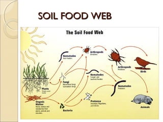 SOIL FOOD WEBSOIL FOOD WEB
 