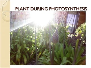PLANT DURING PHOTOSYNTHESISPLANT DURING PHOTOSYNTHESIS
 