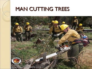 MAN CUTTING TREESMAN CUTTING TREES
 