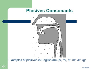 Plosive Examples Manner Of Articulation | PPT