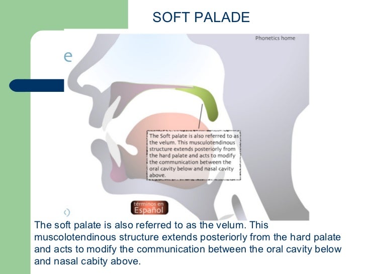 Manner Of Articulation