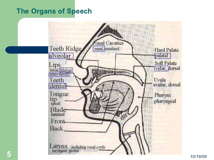 the organs of speech and their This blog is devoted to share the shared and the unshared home all about language ipa organ of speech idiom literature poetry fiction drama glossary of literature paren. the organs of speech and their This blog is devoted to share the shared and the unshared home all about language ipa organ of speech idiom literature poetry fiction drama glossary of literature paren.