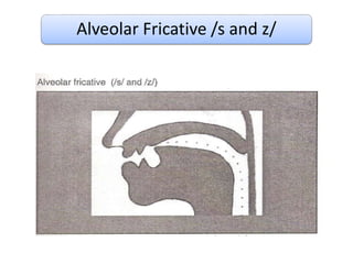 Alveolar Fricative /s and z/
 