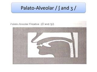 Palato-Alveolar / ʃ and ʒ /
 