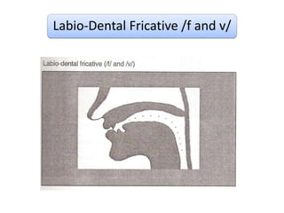 Labio-Dental Fricative /f and v/
 