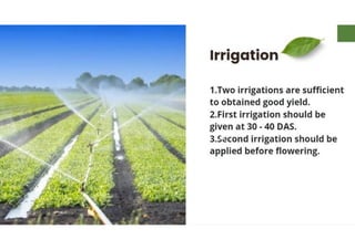 Mannu Kumar Production technology of Linseed Rabi crop.(Agronomy ) | PDF