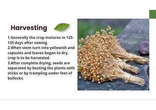 Mannu Kumar Production technology of Linseed Rabi crop.(Agronomy ) | PDF