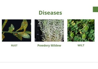 Mannu Kumar Production technology of Linseed Rabi crop.(Agronomy ) | PDF