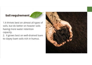 Mannu Kumar Production technology of Linseed Rabi crop.(Agronomy ) | PDF