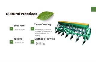 Mannu Kumar Production technology of Linseed Rabi crop.(Agronomy ) | PDF