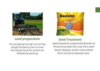 Mannu Kumar Production technology of Linseed Rabi crop.(Agronomy ) | PDF
