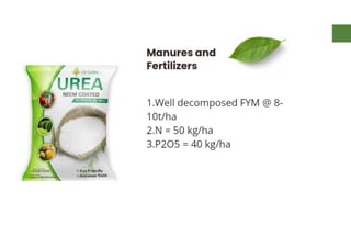 Mannu Kumar Production technology of Linseed Rabi crop.(Agronomy ) | PDF