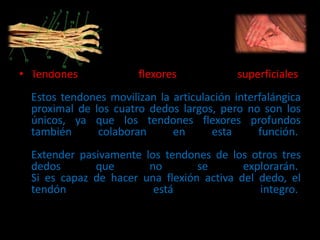 • Tendones flexores superficiales
Estos tendones movilizan la articulación interfalángica
proximal de los cuatro dedos largos, pero no son los
únicos, ya que los tendones flexores profundos
también colaboran en esta función.
Extender pasivamente los tendones de los otros tres
dedos que no se explorarán.
Si es capaz de hacer una flexión activa del dedo, el
tendón está integro.
 