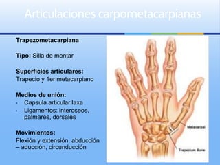 Trapezometacarpiana
Tipo: Silla de montar
Superficies articulares:
Trapecio y 1er metacarpiano
Medios de unión:
• Capsula articular laxa
• Ligamentos: interoseos,
palmares, dorsales
Movimientos:
Flexión y extensión, abducción
– aducción, circunducción
Articulaciones carpometacarpianas
 