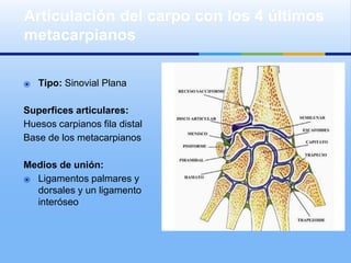 ⦿ Tipo: Sinovial Plana
Superfices articulares:
Huesos carpianos fila distal
Base de los metacarpianos
Medios de unión:
⦿ Ligamentos palmares y
dorsales y un ligamento
interóseo
Articulación del carpo con los 4 últimos
metacarpianos
 