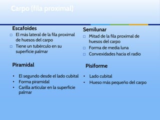 Escafoides
⬜ El más lateral de la fila proximal
de huesos del carpo
⬜ Tiene un tubérculo en su
superficie palmar
Semilunar
⬜ Mitad de la fila proximal de
huesos del carpo
⬜ Forma de media luna
⬜ Convexidades hacia el radio
Carpo (fila proximal)
Pisiforme
Piramidal
• Lado cubital
• Hueso más pequeño del carpo
• El segundo desde el lado cubital
• Forma piramidal
• Carilla articular en la superficie
palmar
 