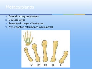 ⬜ Entre el carpo y las falanges
⬜ 5 huesos largos
⬜ Presentan 1 cuerpo y 2 extremos
⬜ 2° y 3° apófisis estiloides en la cara dorsal
Metacarpianos
 