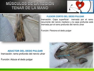 Capa Recurrente Mano | PPTX
