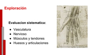 Exploración
Evaluacion sistematica:
● Vasculatura
● Nervioso
● Músculos y tendones
● Huesos y articulaciones
-
 