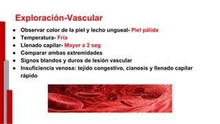 Exploración-Vascular
● Observar color de la piel y lecho ungueal- Piel pálida
● Temperatura- Fría
● Llenado capilar- Mayor a 2 seg
● Comparar ambas extremidades
● Signos blandos y duros de lesión vascular
● Insuficiencia venosa: tejido congestivo, cianosis y llenado capilar
rápido
-
 