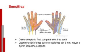 Sensitiva
● Objeto con punta fina, comparar con área sana
● Discriminación de dos puntos separados por 5 mm, mayor a
10mm sospecha de lesión-
 