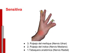 ● 3. Pulpejo del meñique (Nervio Ulnar)
● 2. Pulpejo del índice (Nervio Mediano)
● 1.Tabaquera anatómica (Nervio Radial)
-
Sensitiva
 