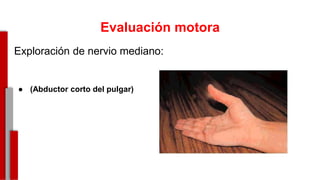 Evaluación motora
Exploración de nervio mediano:
● (Abductor corto del pulgar)
-
 
