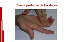 Flexor profundo de los dedos
-
 