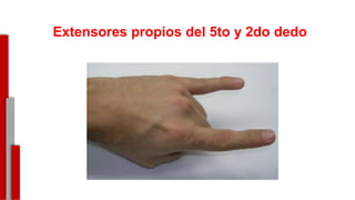 Extensores propios del 5to y 2do dedo
-
 