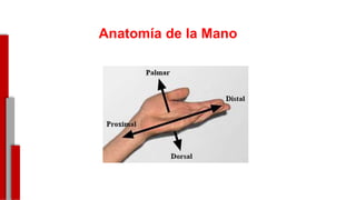 Anatomía de la Mano
-
 