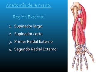 1.1. Supinador largoSupinador largo
2.2. Supinador cortoSupinador corto
3.3. Primer Raidal ExternoPrimer Raidal Externo
4.4. Segundo Radial ExternoSegundo Radial Externo
 