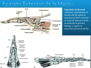 Capuchón de Bunnell
mantener centralizado el
tendón del ED sobre la
articulación MCF evitando '
su luxación lateral cuando
se extiende la primera
falange y regular la
excursion proximal del ED.
 