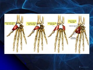 IRRIGACION
 La extremidad superior recibe el aporte
sanguíneo a través de la arteria subclavia. Sus
cuatro ramas son:
 L...