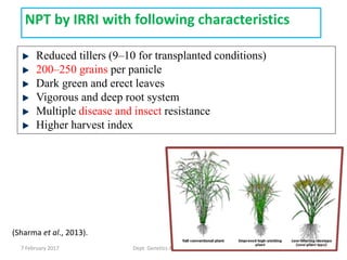 7 February 2017 Dept. Genetics And Plant Breeding 35
Reduced tillers (9–10 for transplanted conditions)
200–250 grains per panicle
Dark green and erect leaves
Vigorous and deep root system
Multiple disease and insect resistance
Higher harvest index
NPT by IRRI with following characteristics
(Sharma et al., 2013).
 