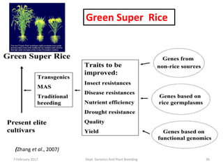7 February 2017 Dept. Genetics And Plant Breeding 36
Green Super Rice
(Zhang et al., 2007)
 
